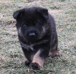 Azog z Glaurung german shepherd puppy trot